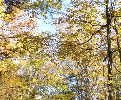 Sentier Sibbald point provincial park - randonnée en York, Durham and Headwaters