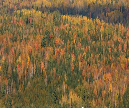 Sentier parc provincial Mactaquac - randonnée en Vallée de la rivière Saint-Jean