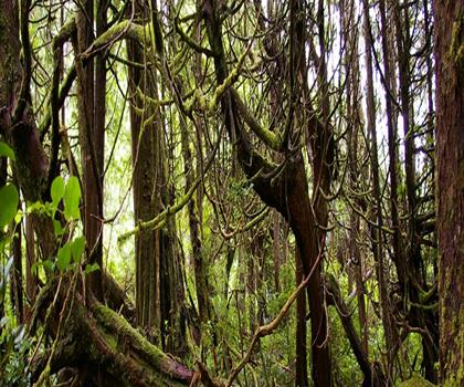 Nootka Island trail - hiking in Vancouver Island