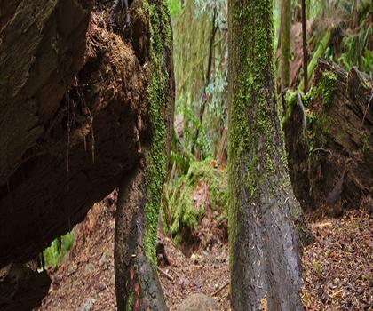 Deep Cove Park trail - hiking in Vancouver Coast Mountains