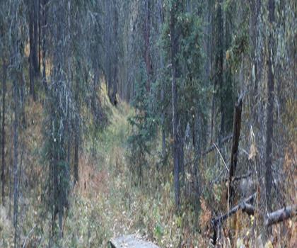 Sentier Brown - Lowery Provincial Park - randonnée en Canadian Rockies