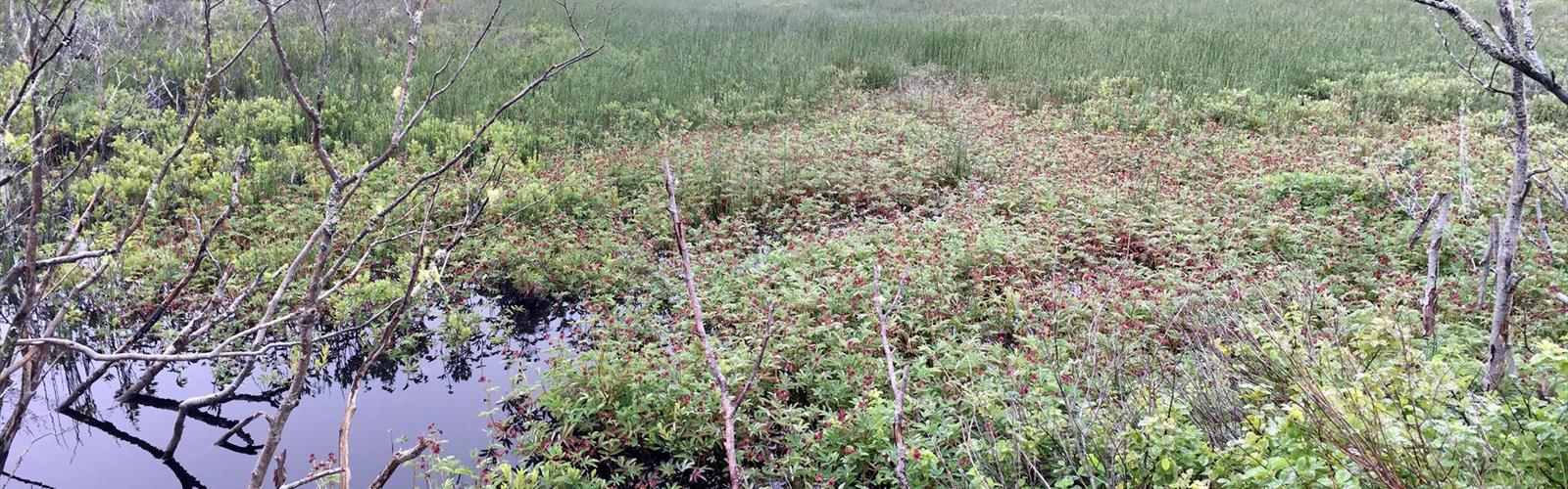 Boot Head Preserve Trailhead trail - hiking in Lubec