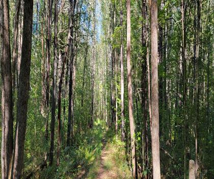Sentier parc Elm Brook - randonnée en Vallée de Merrimack