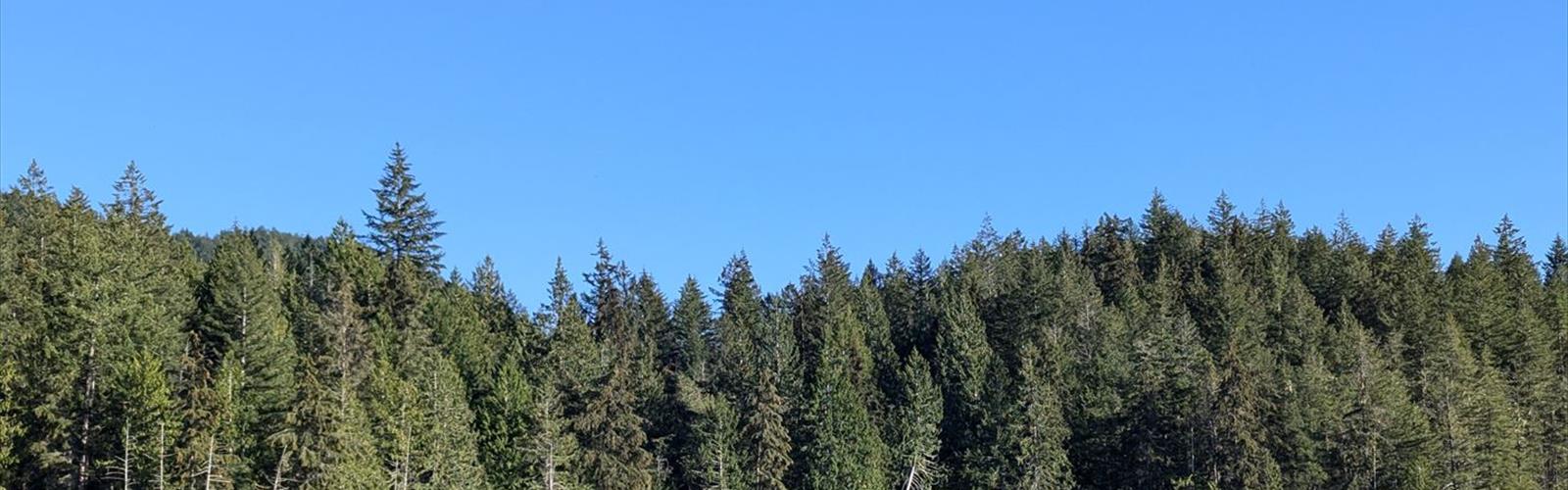 Sakinaw Lake trail - hiking in Sakinaw Lake