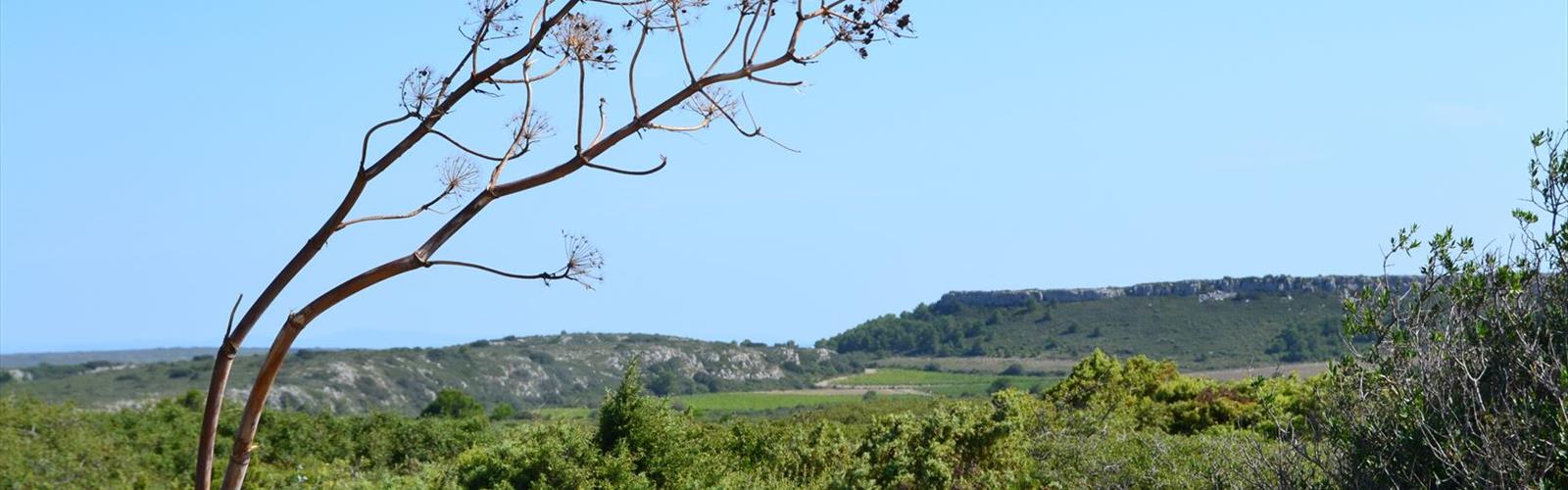 Parc naturel régional de la Narbonnaise en Méditerranée trail - hiking in Aude