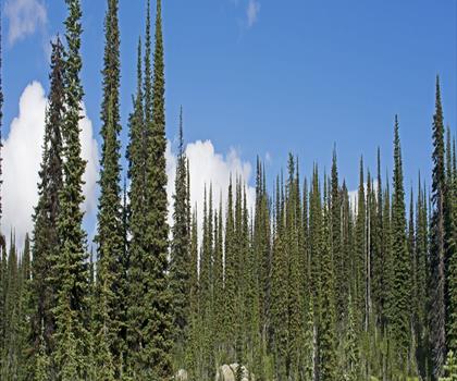 Mount Revelstoke National Park trail - hiking in Kootenay Rockies