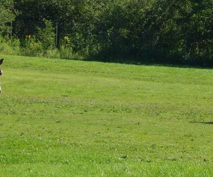 Shubenacadie Provincial Wildlife Park trail - hiking in Bay of Fundy & Annapolis Valley