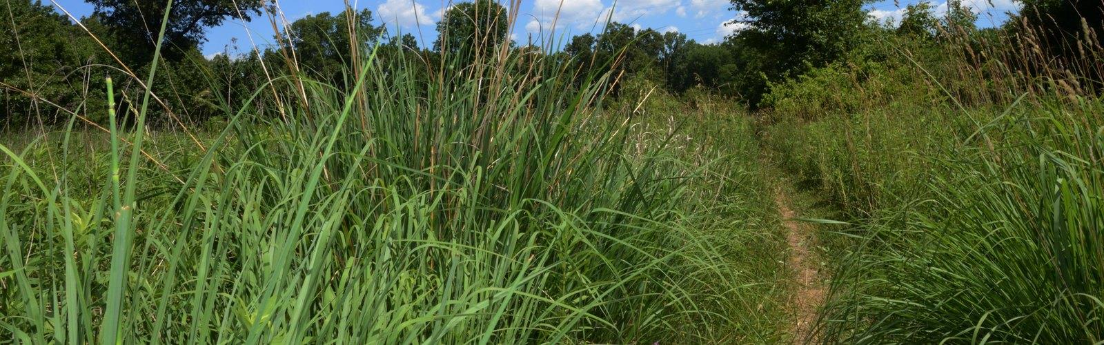 Ojibway Prairie Provincial Nature Reserve trail - hiking in Southwest Ontario