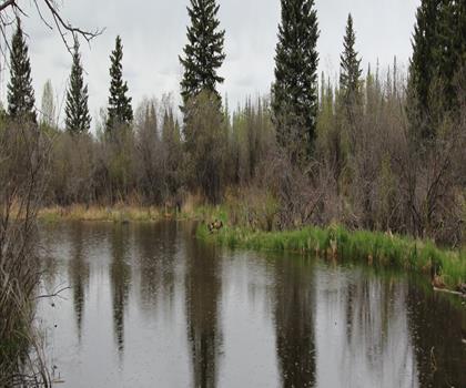 Griffith Woods Park trail - hiking in Calgary & Area