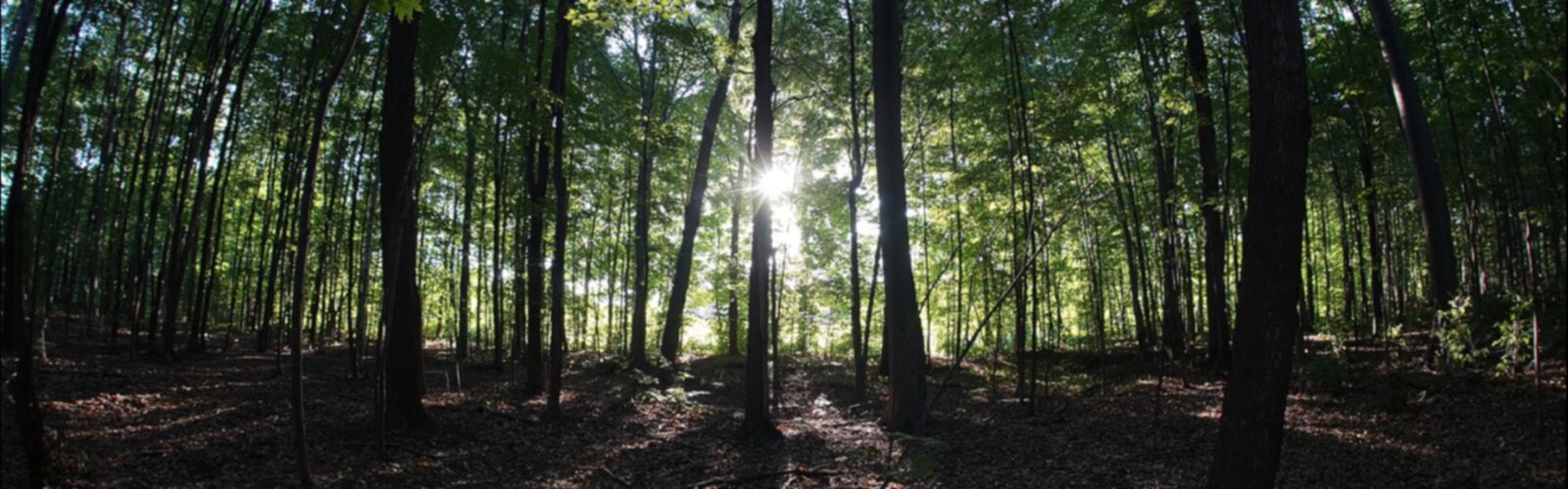 Boisé Papineau trail - hiking in Laval