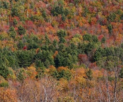 Sentier Gile Mountain Trailhead - randonnée en Vallée de la Rivière Connecticut