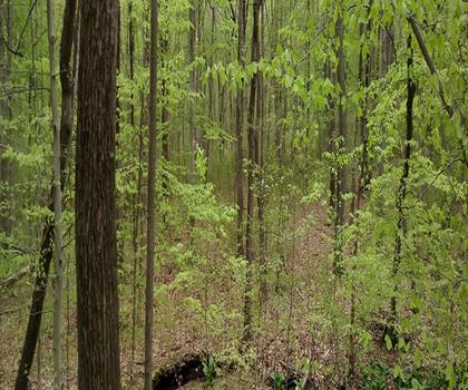 Thompson Park Monroe trail - hiking in Central New Jersey