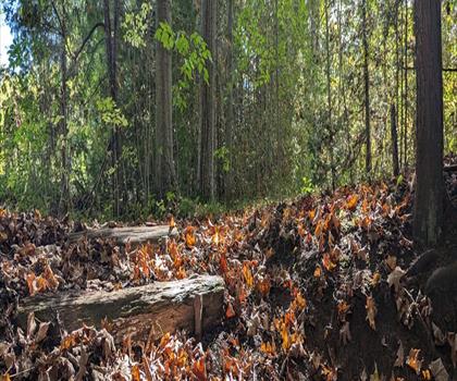 W Humber Trail trail - hiking in Greater Toronto Area
