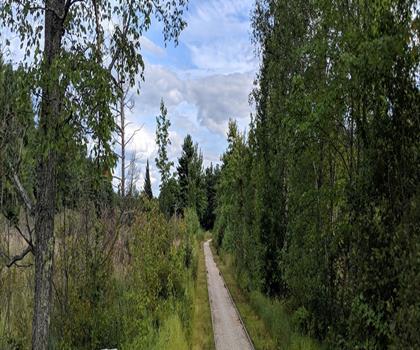 Wentworth State Park trail - hiking in Lakes Region
