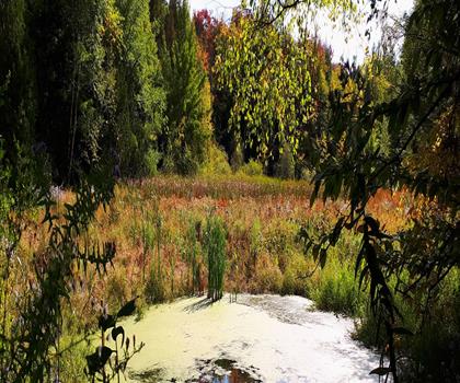 Thornton Bales Conservation Area trail - hiking in York, Durham and Headwaters