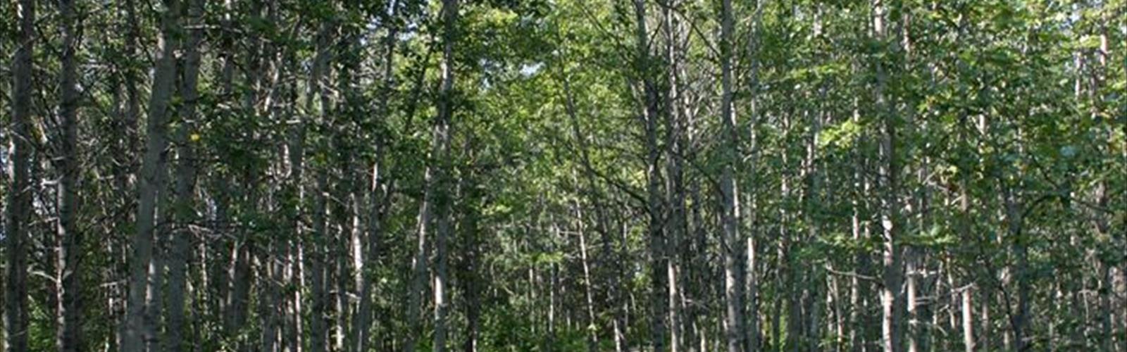 Sentier Aspen Beach Lakeview Campground - randonnée en Central Prairies
