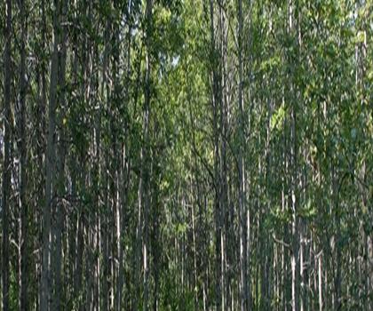 Sentier Aspen Beach Lakeview Campground - randonnée en Central Alberta