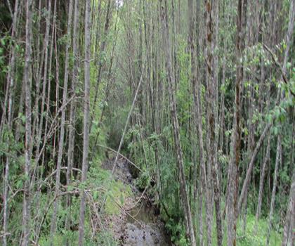 Sentier lac Greenwater - randonnée en Unlimited Lakes & Parkland
