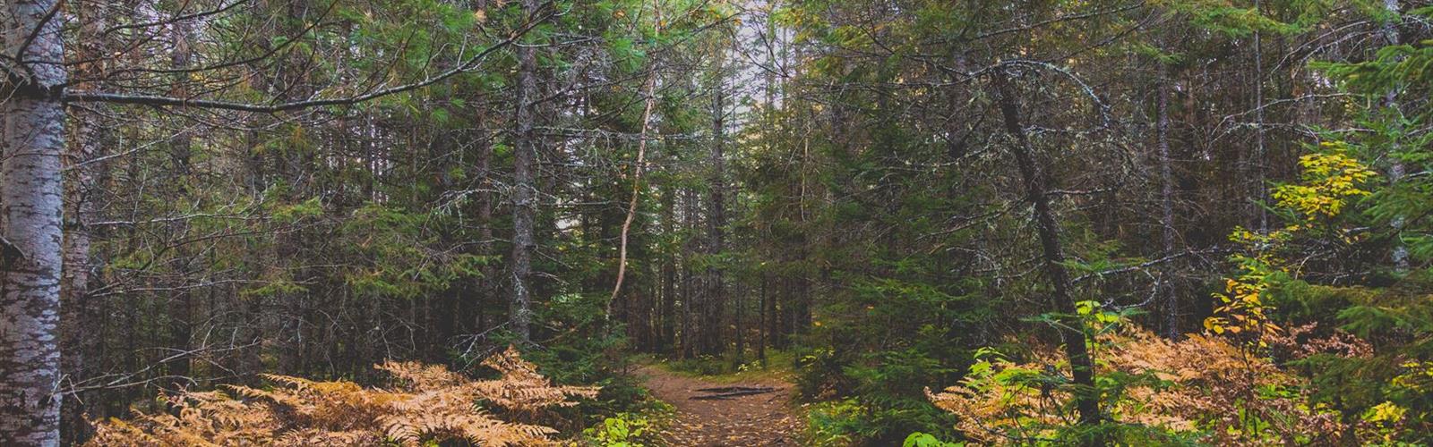 Mew Lake Campground trail - hiking in Unorganized South Nipissing District