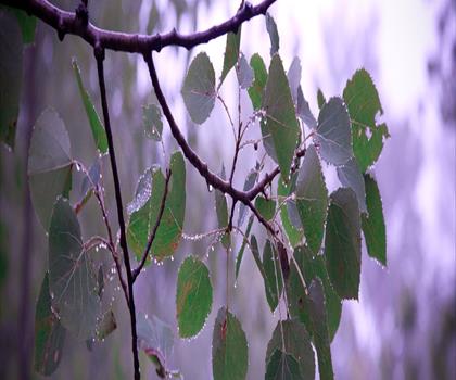 Lowville Park trail - hiking in Hamilton, Halton and Brant