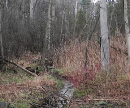Sentier Huron Natural Area - randonnée en Huron, Perth, Waterloo and Wellington