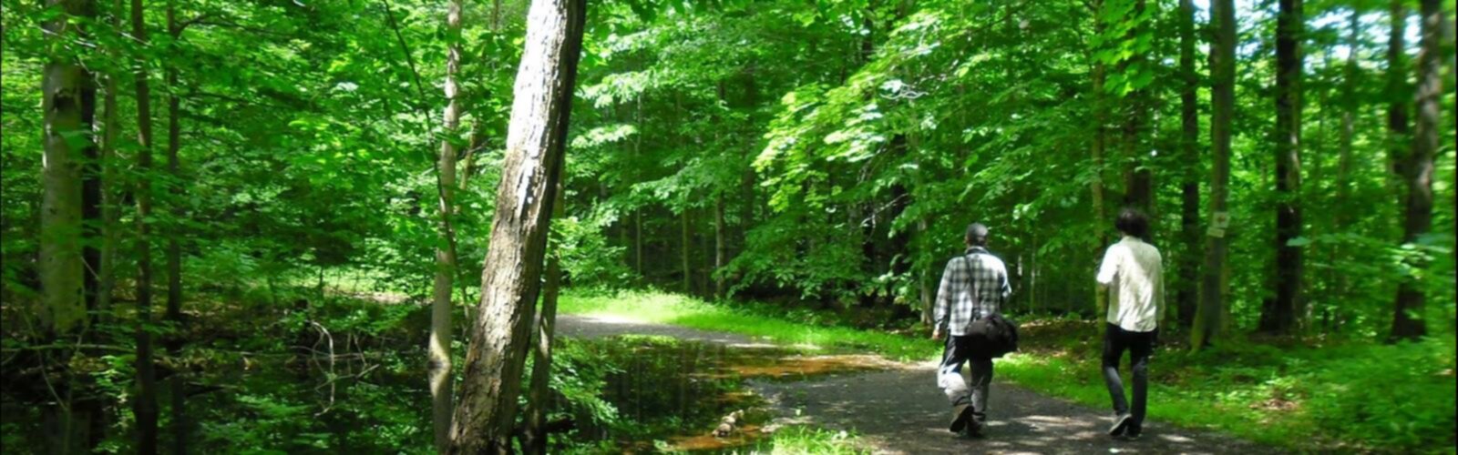 Sentier Arboretum Morgan - randonnée en Montréal