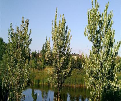 Wismer Park trail - hiking in York, Durham and Headwaters