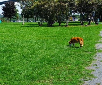 Africville Park trail - hiking in Halifax Metro