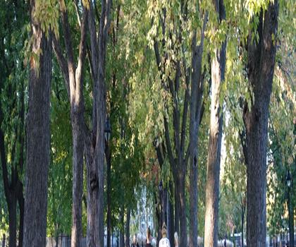 Sir Wilfrid Laurier Park trail - hiking in Edmonton & Area