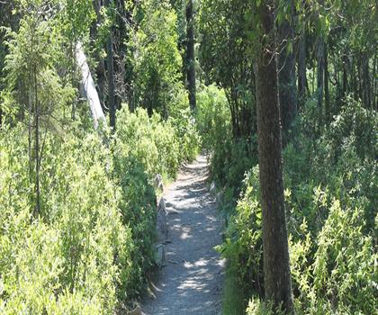 Acadia Park trail - hiking in Halifax Metro