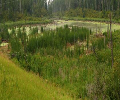 Sentier lac Adam - randonnée en Région de Westman