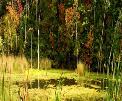 Riverwood Park Ln trail - hiking in York, Durham and Headwaters