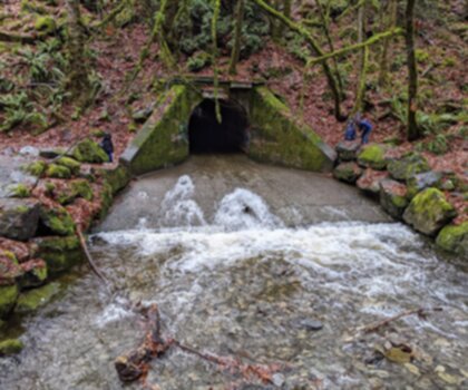 Sentier Goldstream Provincial Park - randonnée en Île de Vancouver