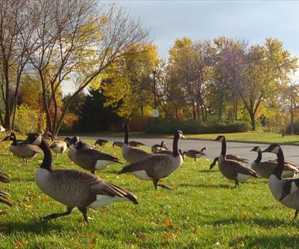 Sentier parc Lakefront Promenade - randonnée en Greater Toronto Area