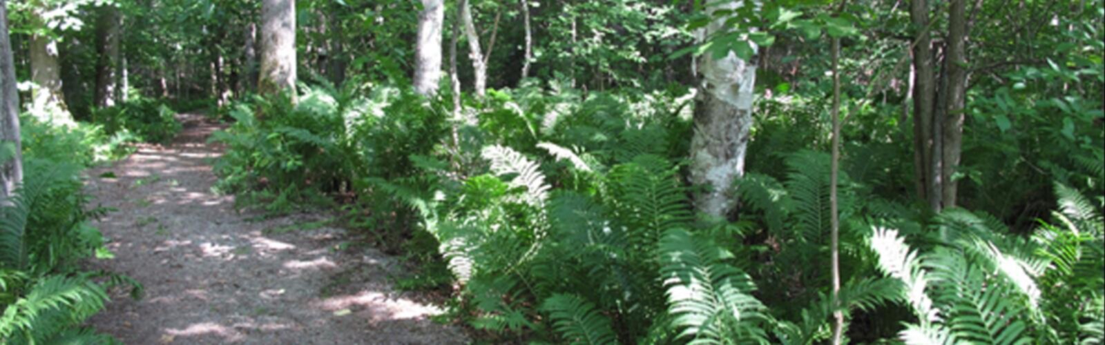 Sentier Marais Laperrière - randonnée en Abitibi-Témiscamingue
