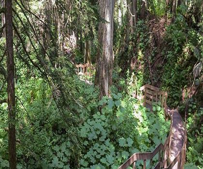 Giant Cedars Boardwalk Trail trail - hiking in Kootenay Rockies