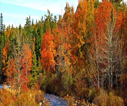 Blue Mountain - Birch Cove Lakes Wilderness Area trail - hiking in Halifax Metro