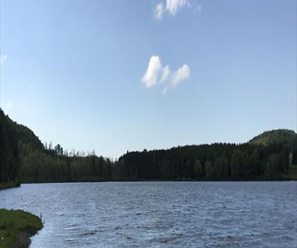 Sentier Fetterley Forest Conservation Area - randonnée en Leatherstocking Region