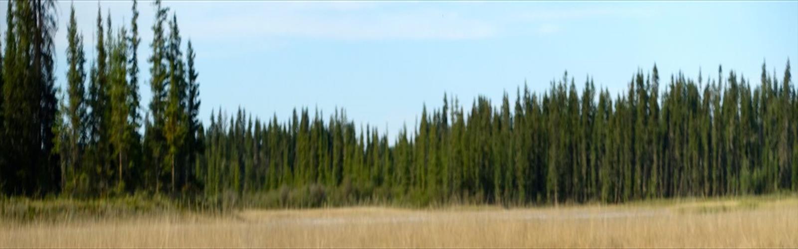 Sentier Wood Buffalo National Park of Canada - randonnée en Wood Buffalo