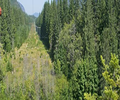 Kings Peak trail - hiking in Vancouver Island